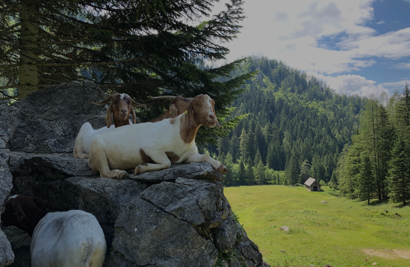 Image de chèvre dans la nature